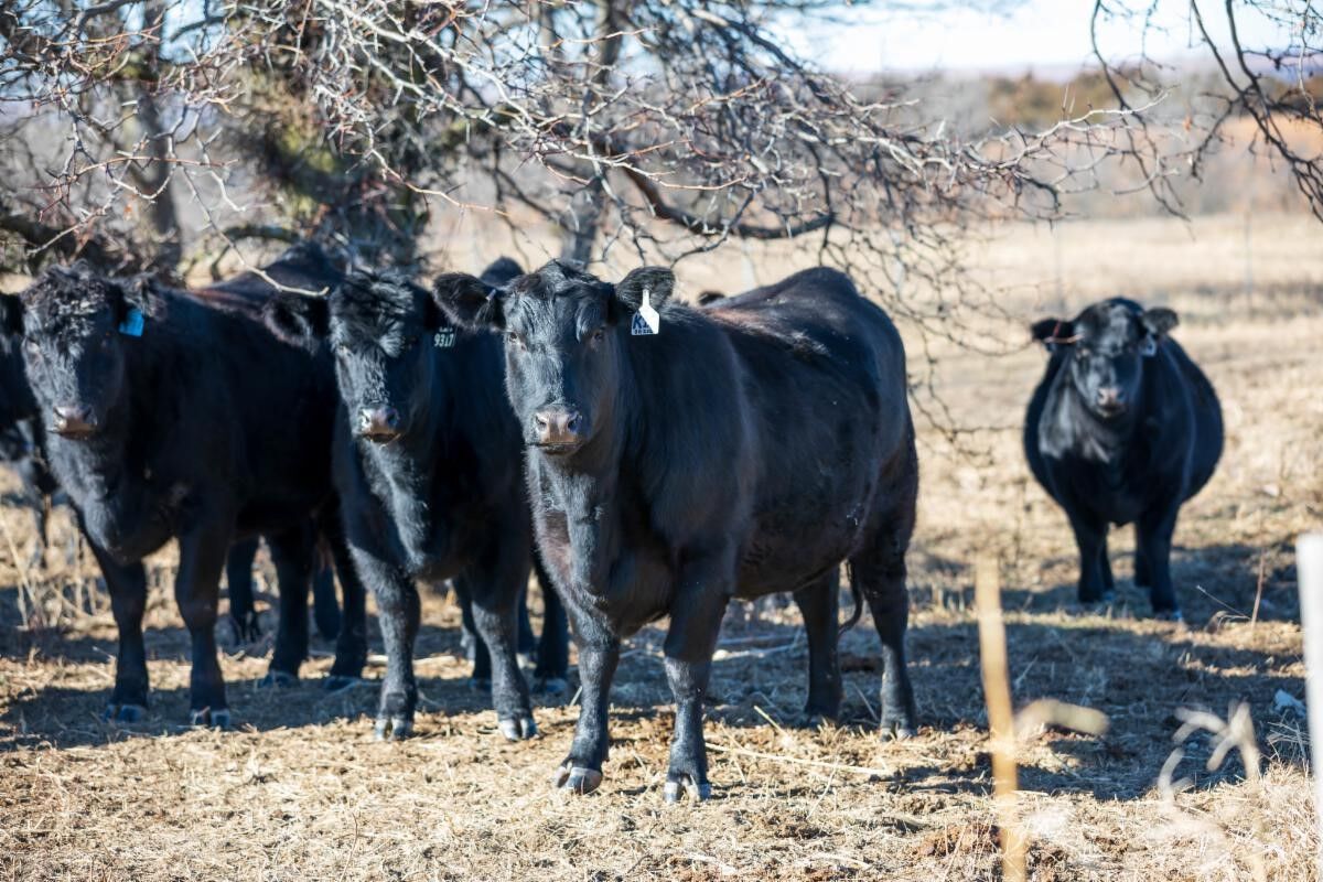U.S. CattleTrace, Investing in Traceability, Cattlemen's Day Update